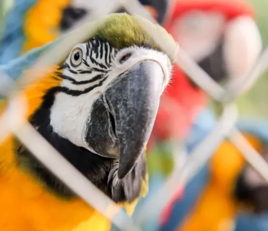População de animais silvestres cai 73% em 52 anos, alerta relatório global