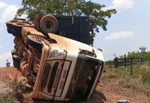 Caminhão com 44 bovinos tomba na MT-325 e motorista fica ferido em Alta Floresta
