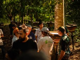 14ª Capacitação em Meliponicultura fortalece a criação de abelhas sem ferrão em Alta Floresta