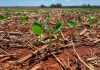 Plantio da soja dispara em Mato Grosso e alcança 33,28% da área prevista