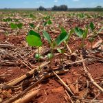 Plantio da soja dispara em Mato Grosso e alcança 33,28% da área prevista