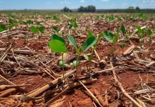 Plantio da soja dispara em Mato Grosso e alcança 33,28% da área prevista
